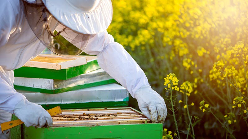 apicultor - Vida Rural