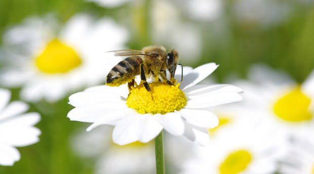 Agricultores europeus estão a usar abelhas para colocar fungicidas em plantas