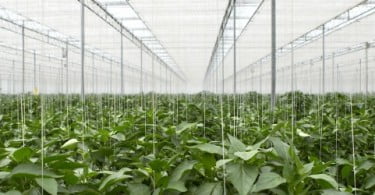 12 boas notícias para a agricultura portuguesa