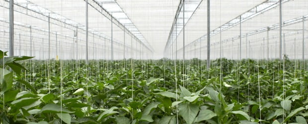 12 boas notícias para a agricultura portuguesa