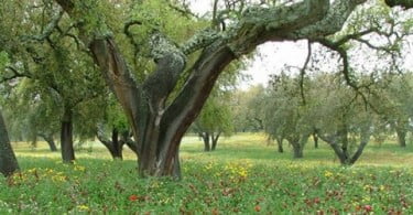 Iniciativa portuguesa vence concurso da Comissão Europeia Um mundo que me agrada