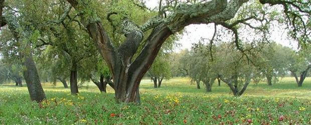 Iniciativa portuguesa vence concurso da Comissão Europeia Um mundo que me agrada