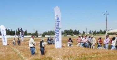 Syngenta reforça presença no segmento dos cereais