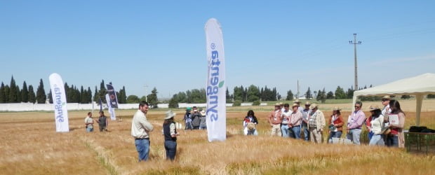 Syngenta reforça presença no segmento dos cereais