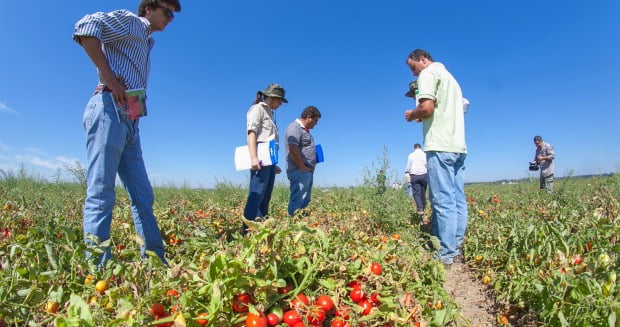 Syngenta apresenta novas variedades de tomate para indústria