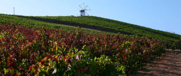 Vinhos de Lisboa ganham mais de 200 prémios em seis meses