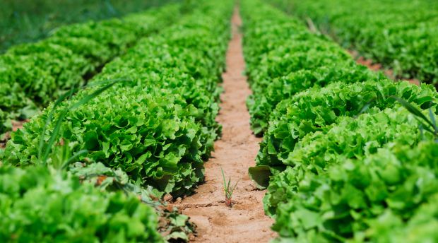 pequenos agricultores