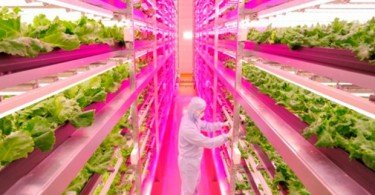 Japonês produz alfaces com recurso a lâmpadas LED
