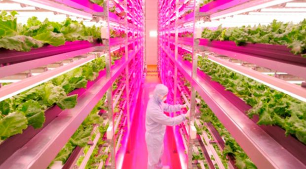 Japonês produz alfaces com recurso a lâmpadas LED