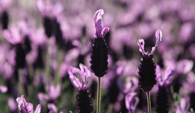 Futura central solar vai plantar alfazema entre as linhas de painéis