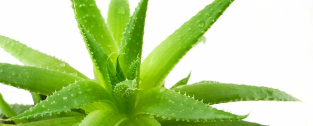Aloé vera é negócio?