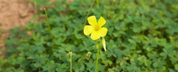 Descoberta nova forma de reprodução de invasora que pode influenciar agricultura