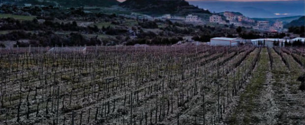 Vinho sírio chega ao Reino Unido