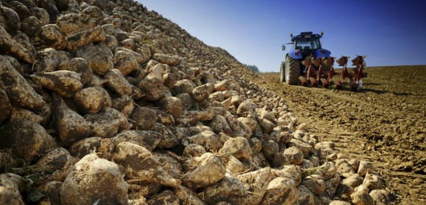 Portugal vai voltar a produzir beterraba sacarina