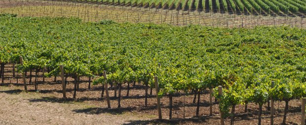 Projeto americano pretende reduzir emissões de carbono na produção vinícola