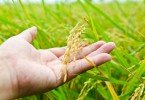 Verbas da UE para apoios ao investimento já chegaram aos agricultores