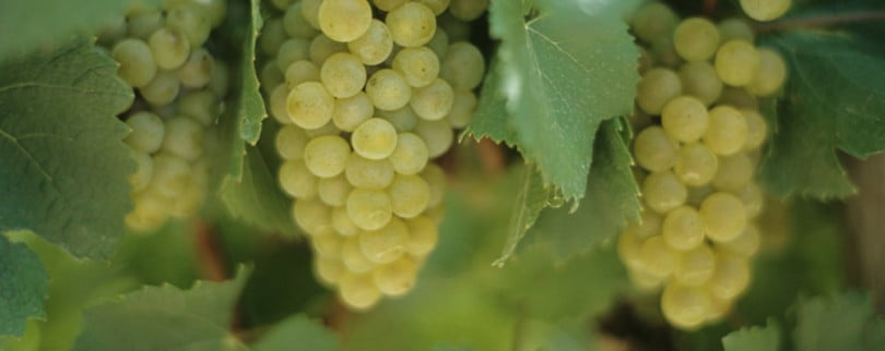 OIV define padrões verdes para o comércio de vinho