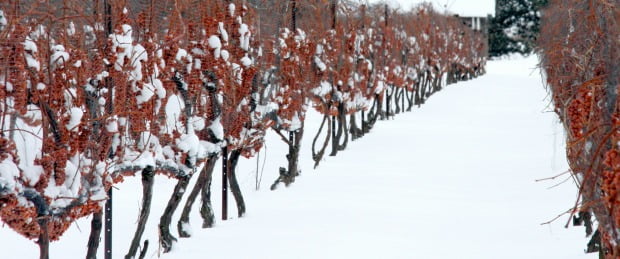Vortex polar na América do Norte beneficia produção de icewine