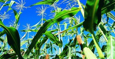 CE autoriza pólen de milho geneticamente modificado