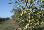 culturas Rega deficitária do olival pode afinal aumentar produção e qualidade do azeite
