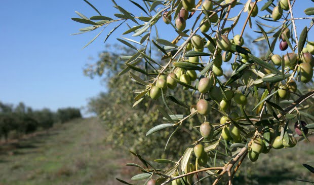 culturas Rega deficitária do olival pode afinal aumentar produção e qualidade do azeite