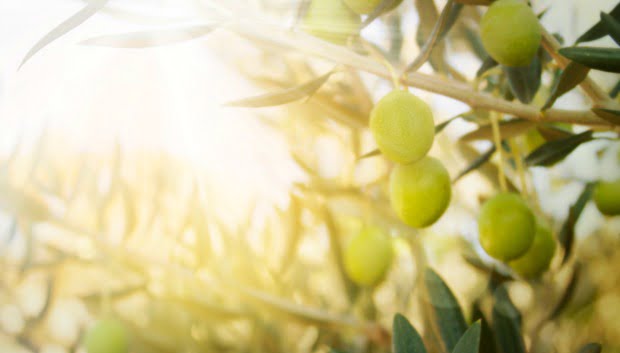 Produção de azeite sofre quebra de 32% face à campanha anterior