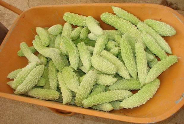 Família chinesa produz vegetais asiáticos no Alentejo