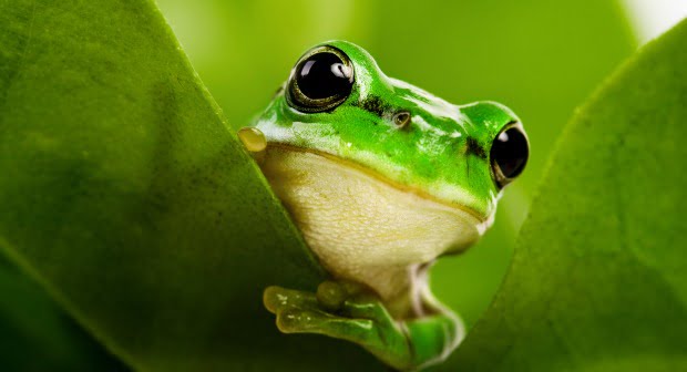 Portugal vai receber seminário de ranicultura