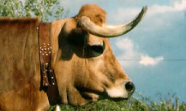 Cooperativa Mirandesa afetada pelo embargo russo