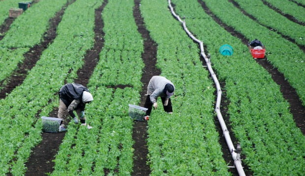 trabalhadores agrícolas