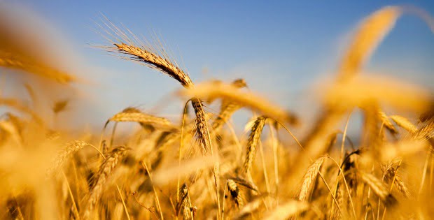 Foi criado o primeiro mapa genético de variedades de trigo
