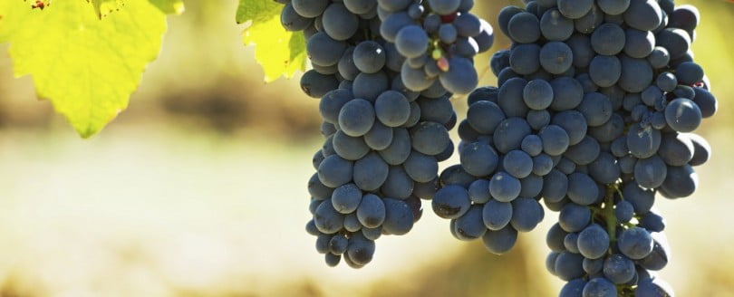 Produtores brasileiros preferem importar a cultivar uva