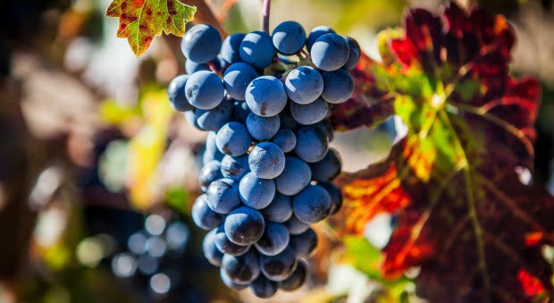 Extrato produzido com sementes das uvas pode reduzir sintomas da quimioterapia