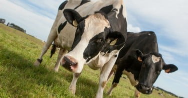 Comissão Europeia vai dar mais tempo para pagar multas das quotas leiteiras
