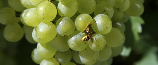 Vespas ajudam na fermentação do vinho