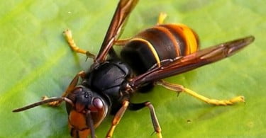 Rentokil lança soluções para combate à vespa asiática