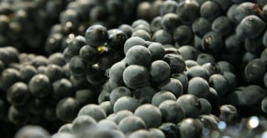 Madeira: produtores esperam boa qualidade da uva de mesa este ano