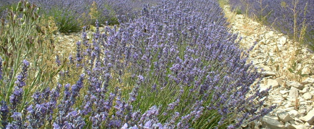 Cantinho das Aromáticas e Amorim Isolamentos vencem prémios de Ambiente