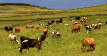 Makro passa a disponibilizar carne dos Açores com certificação IGP