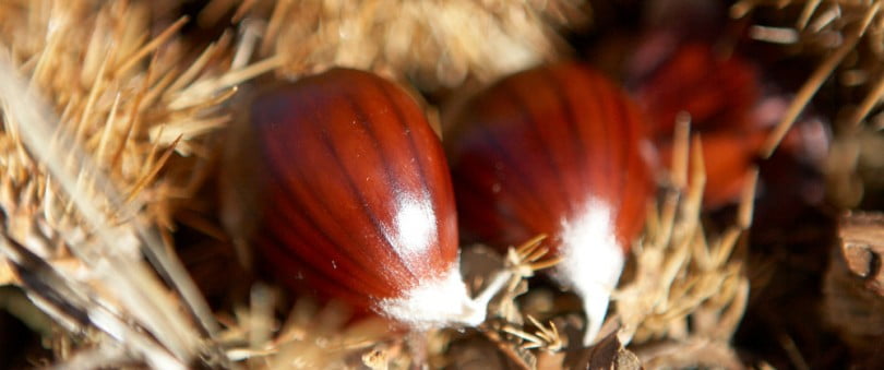 Franceses investem cinco milhões na castanha transmontana