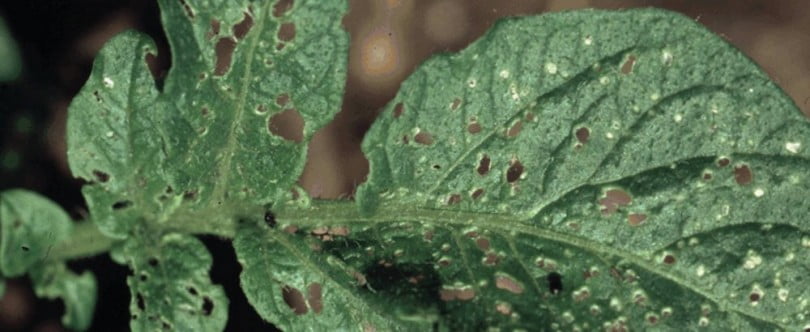 Nova praga da batateira