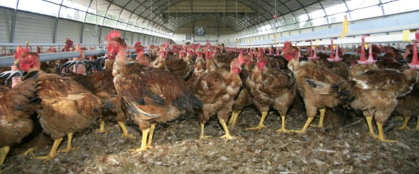 Produção de aves cresce na União Europeia