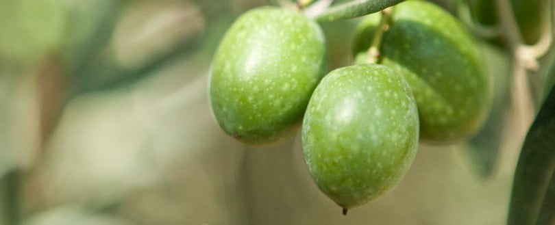 Produção de azeite decresce 25% em Espanha