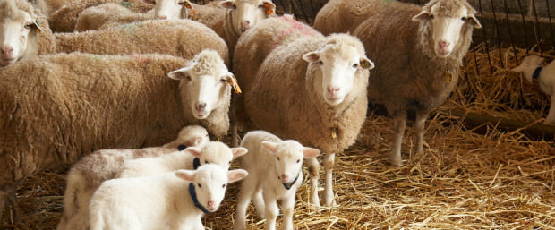 Licenciamento de explorações pecuárias