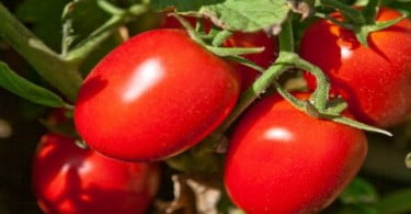 Colheita de tomate em risco devido à chuva