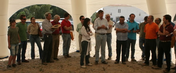 Syngenta realiza ensaio no Alentejo com nova variedade de milho SY Radioso