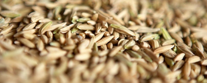 Cientistas nas Filipinas desenvolvem súper arroz