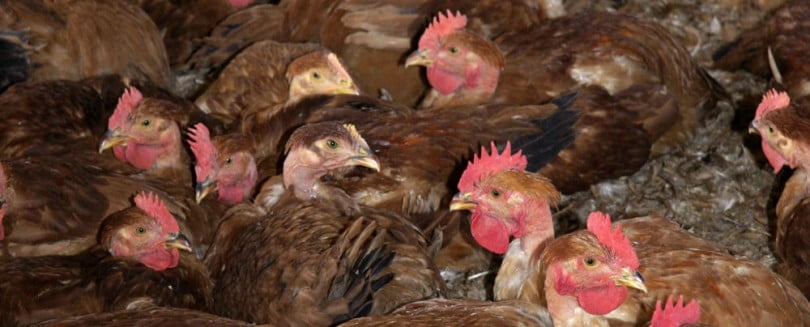 UE faz inspeção sanitária no Brasil