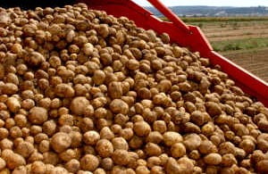 Atrasos na cultura comprometem produção