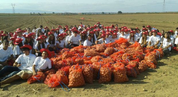 Caloiros da Universidade Católica colhem batatas no Ribatejo